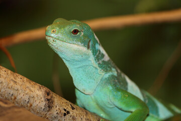 Gebänderter Fidschileguan / Fiji banded iguana or Lau banded iguana / Brachylophus fasciatus