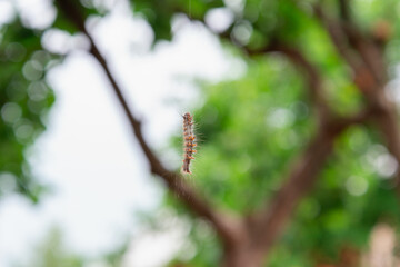 The caterpillar hangs in the air on a web.