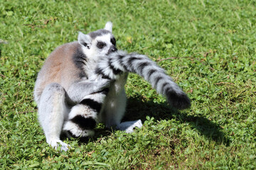 Katta / Ring-tailed lemur / Lemur catta