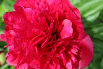 Peon flower burgundy close-up. Blossoming, spring, floral festive background. Valentine's Day and International Women's Day. postcard