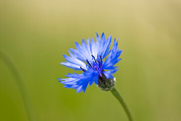 beautiful blue flowers of cornflowers