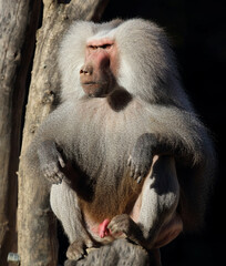 Mantelpavian / Hamadryas baboon / Papio hamadryas.