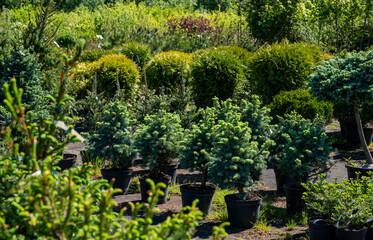 Amazing blue  spruces (coniferous trees) in one of plant nursery in moscow oblast