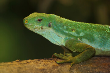 Gebänderter Fidschileguan / Fiji banded iguana or Lau banded iguana / Brachylophus fasciatus
