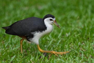 シンガポールの野鳥　シロハラクイナ