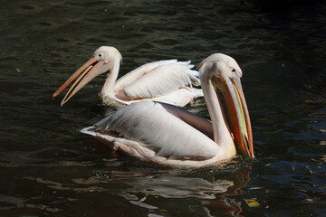 Rosapelikan / White pelican / Pelecanus onocrotalus.
