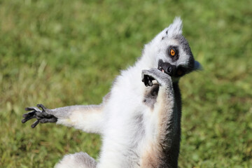 Katta / Ring-tailed Lemur / Lemur catta