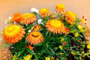 Xerochrysum bracteatum, yellow and orange flowers, beautiful dried flower plant for compositions, decorative gardening concept, beauty of nature