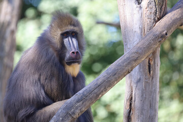 Mandrill / Mandrill / Mandrillus sphinx