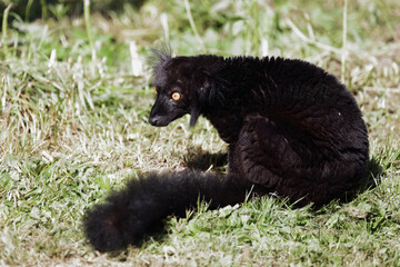Fototapeta premium Mohrenmaki / Black lemur / Eulemur macaco