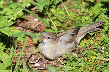 Hausspatz / House sparrow / Passer domesticus