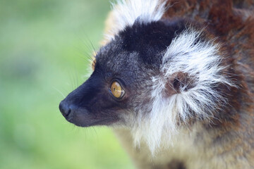 Mohrenmaki / Black lemur / Eulemur macaco