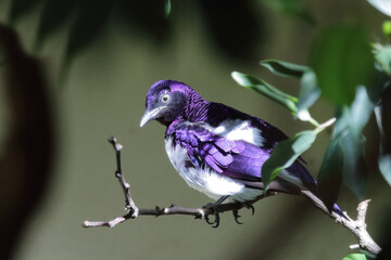 Amethystglanzstar / Violet-backed starling / Cinnyricinclus leucogaster