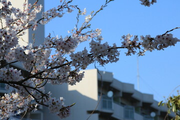 日本のマンションの庭に咲く桜の花(4月)