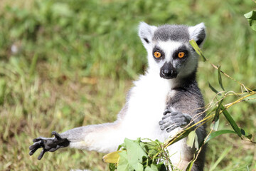 Katta / Ring-tailed lemur / Lemur catta