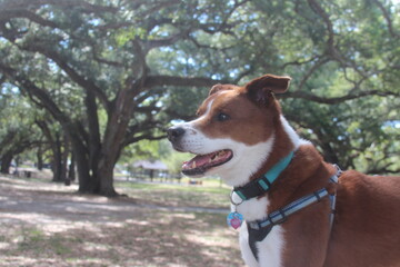 happy smiling terrier border collie mix in the park