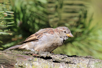 Hausspatz / House sparrow / Passer domesticus