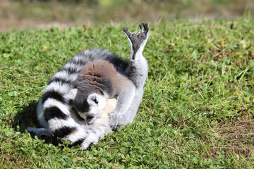 Katta / Ring-tailed lemur / Lemur catta