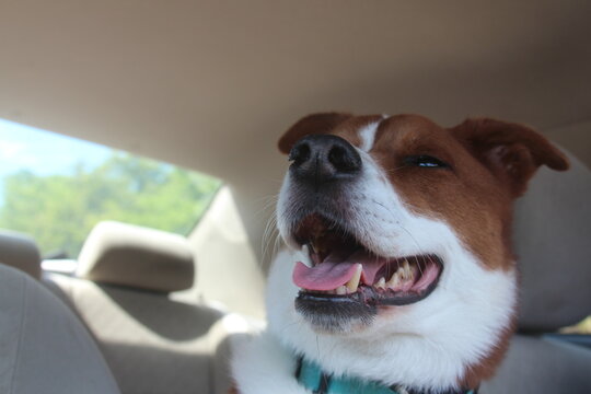 happy dog sitting in the car