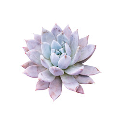 Miniature succulent plants (succulent cactus) isolated on white