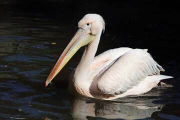 Rosapelikan / White pelican / Pelecanus onocrotalus.
