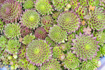 Miniature succulent plants (succulent cactus) at the garden