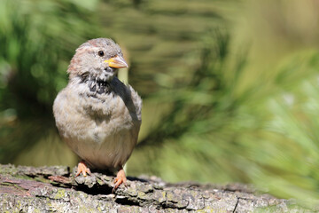 Hausspatz / House sparrow / Passer domesticus