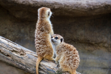 横浜動物園ズーラシアのミーアキャット