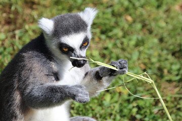 Katta / Ring-tailed lemur / Lemur catta