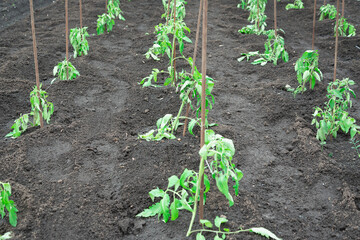 Tomatoes (seedlings) wilted after transplantation.
