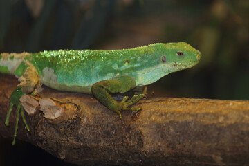 Gebänderter Fidschileguan / Fiji banded iguana or Lau banded iguana / Brachylophus fasciatus
