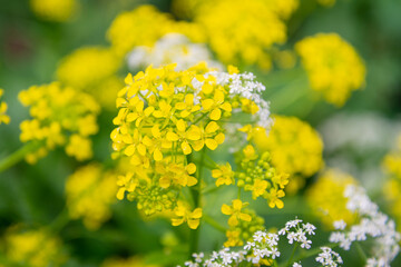 Obraz premium Wildflowers in a summer meadow.