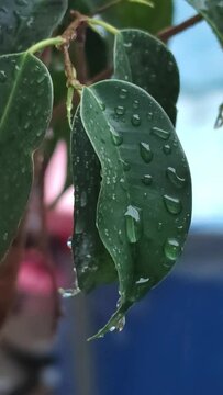 Video que muestra gotas de agua caen en una hoja verde después de una intensa lluvia  
