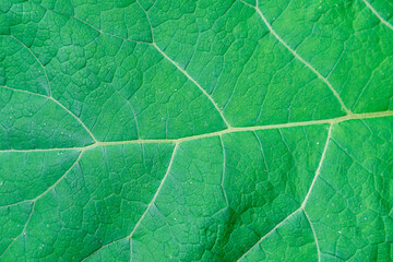Burdock leaf is green, close-up, close-up.