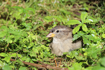 Hausspatz / House sparrow / Passer domesticus