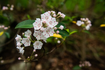 Mountain Laurel blooms along a hiking path.