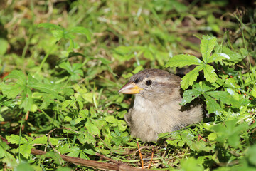 Hausspatz / House sparrow / Passer domesticus