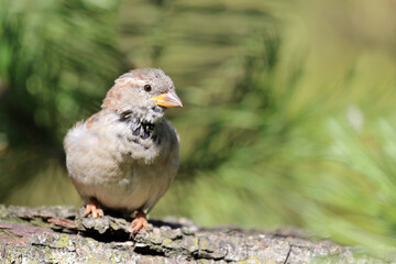 Hausspatz / House sparrow / Passer domesticus