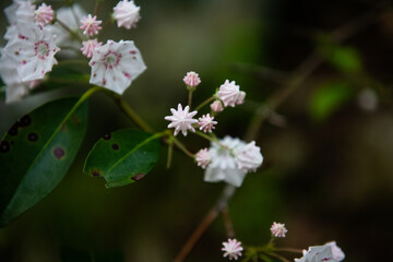 Mountain Laurel buds start to bloom along a hiking path.