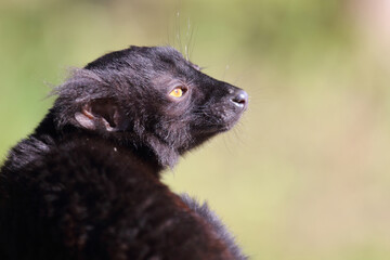 Mohrenmaki / Black lemur / Eulemur macaco.