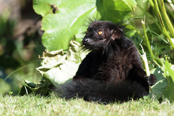 Obraz premium Mohrenmaki / Black lemur / Eulemur macaco.