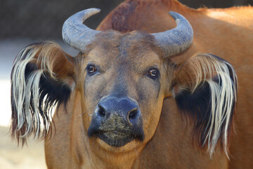 Rotbüffel / African forest buffalo / Syncerus caffer nanus - obrazy, fototapety, plakaty