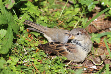 Hausspatz / House sparrow / Passer domesticus