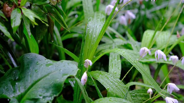 雨が滴るピンク色のシランの花