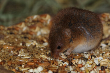 Eurasische Zwergmaus / Eurasian harvest mouse / Micromys minutus