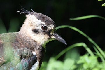 Kiebitz / Northern lapwing / Vanellus vanellus