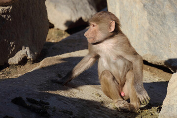 Mantelpavian / Hamadryas baboon / Papio hamadryas..