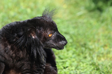 Mohrenmaki / Black lemur / Eulemur macaco