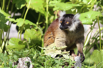 Mohrenmaki / Black lemur / Eulemur macaco