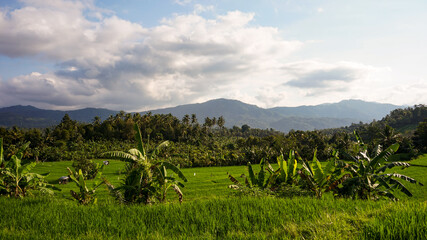 Obraz premium vineyard in the mountains
